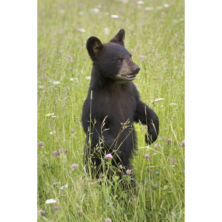 Black Bear Cub In Meadow Of Wildflowers Minnesota Spring Captive Poster Print Image 1