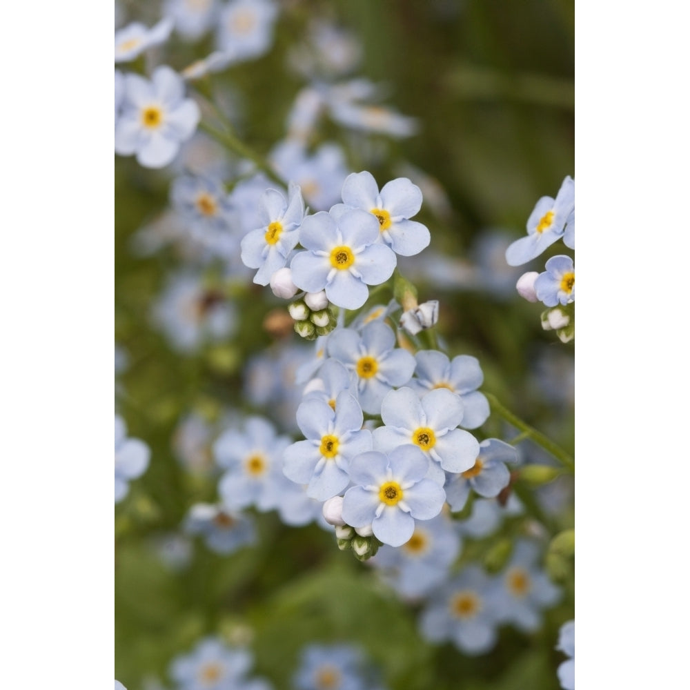 Close Up Of Forget Me Not Alaskas State Flower Girdwood Southcentral Alaska Summer Poster Print Image 2