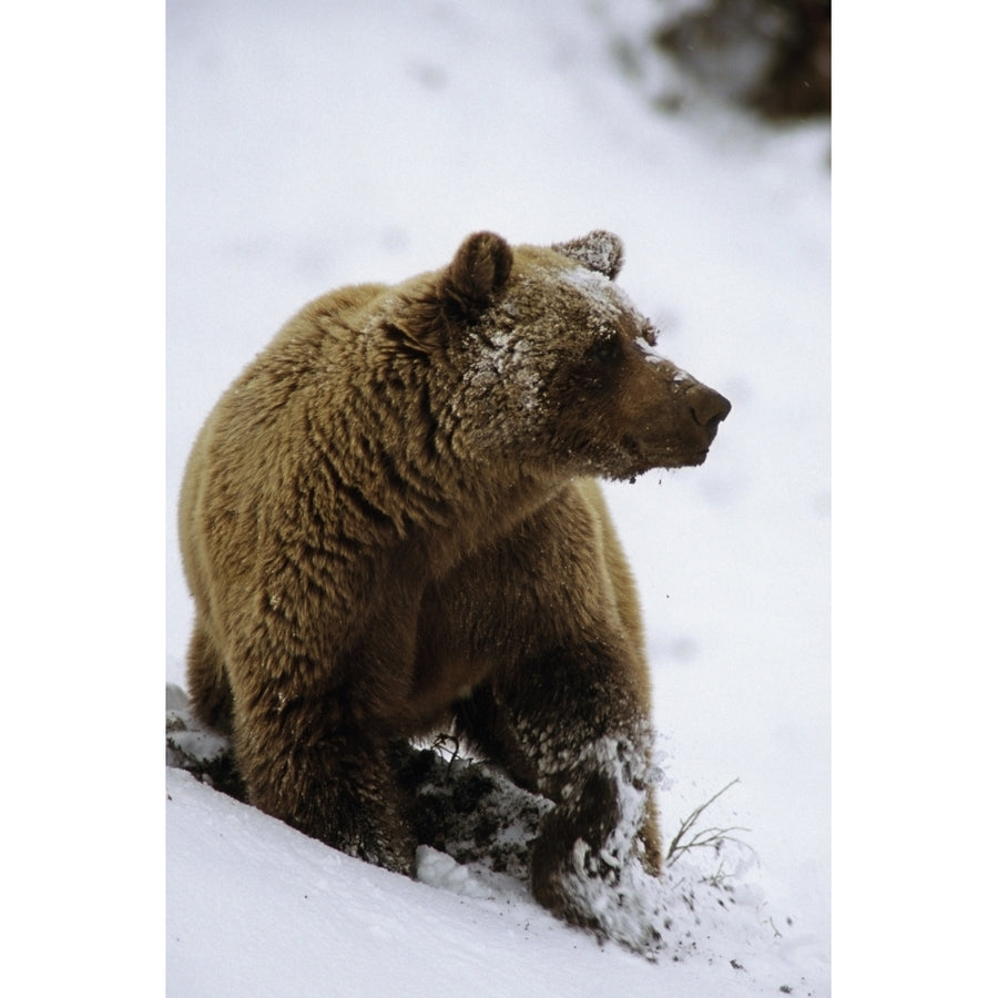 Grizzly Standing In Snow Denali Np In Alaska Autumn Poster Print Image 1