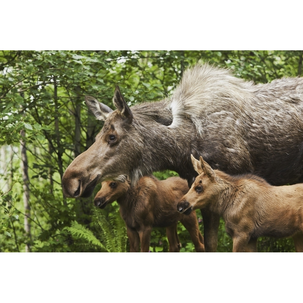 Two Newborn Moose Calves And Their Mother Keep Watchful Eyes On An Intruder Moose In A Residential Backyard Eagle River Image 2