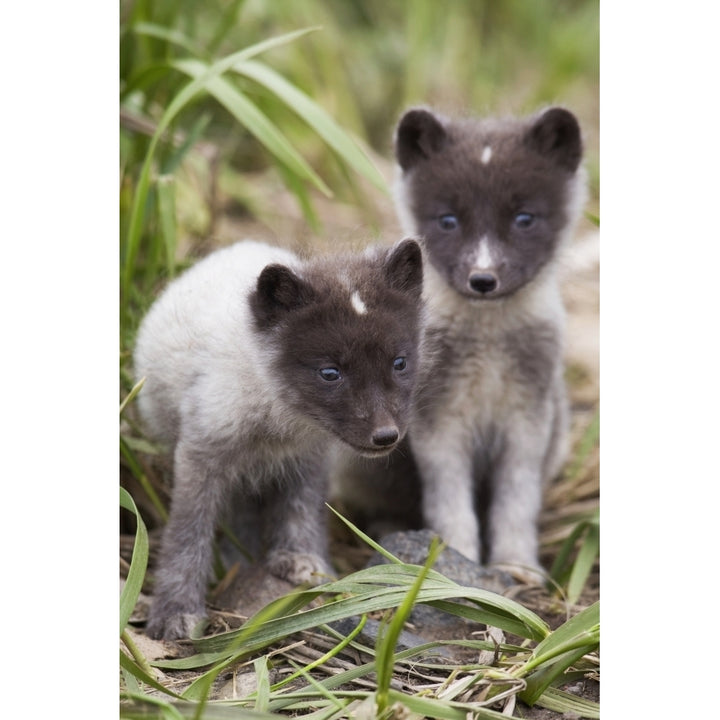 Close Up Of Arctic Fox Pups Saint Paul Island Pribilof Islands Bering Sea Alaska Southwestern Summer Image 1