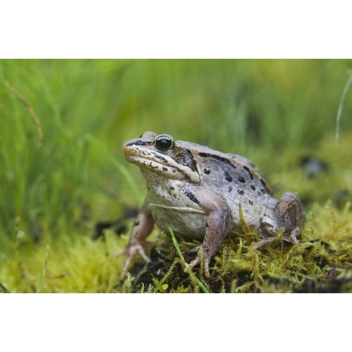 Wood Frog On The Copper River Delta During Summer Southcentral Alaska Poster Print Image 1