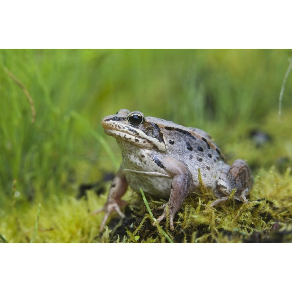 Wood Frog On The Copper River Delta During Summer Southcentral Alaska Poster Print Image 2