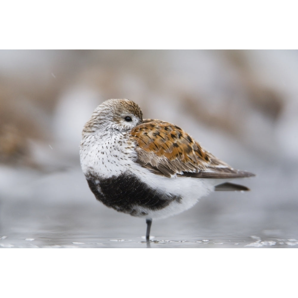 Dunlin Roosting With Western Sandpipers On Mudflats Of Hartney Bay Near Cordova On Copper River Delta Southcentral Ala 1 Image 1