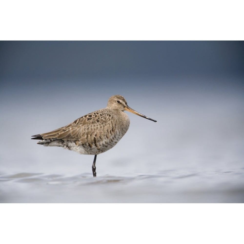 Junvenile Hudsonian Godwit Resting In Shallow Water Of Hartney Bay Copper River Image 2