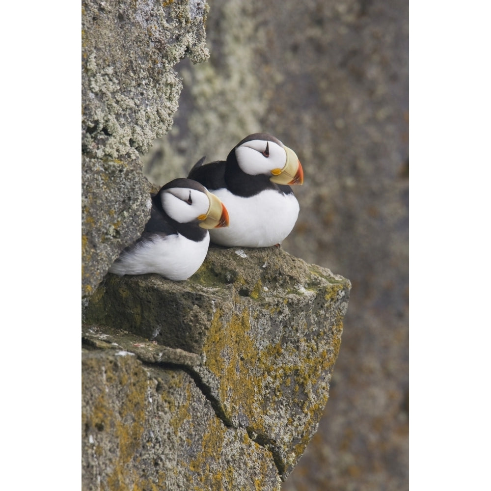 Horned Puffin Pair Perched On A Cliff Ledge During Summer Saint Paul Island Image 1