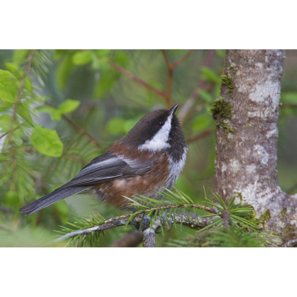 Chestnut-Backed Chickadee Perched On A Spruce Branch Along The Copper River Image 1