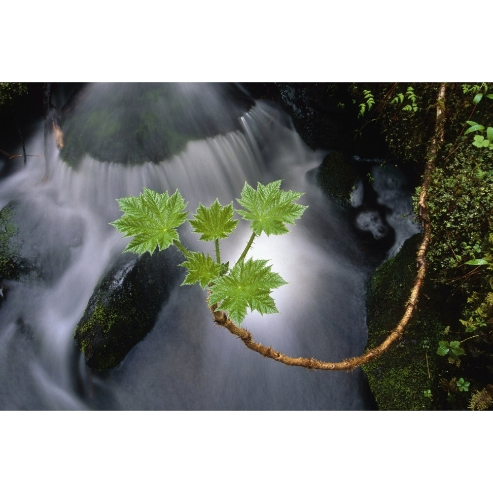 Devils Club Plant Leaves Over Stream Girdwood Sc Ak Summer Close-Up Poster Print Image 2