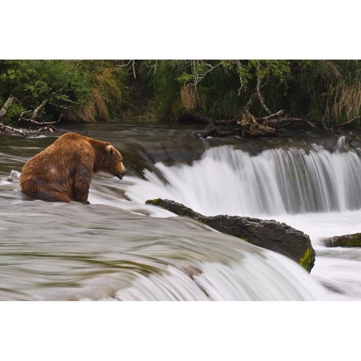 A Large Brown Bear Patiently Sits At Brooks Falls For A Salmon To Jump Over The Falls Katmai National Park Southwest A 1 Image 1