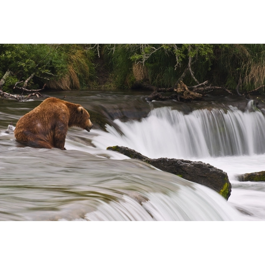 A Large Brown Bear Patiently Sits At Brooks Falls For A Salmon To Jump Over The Falls Katmai National Park Southwest A 1 Image 1