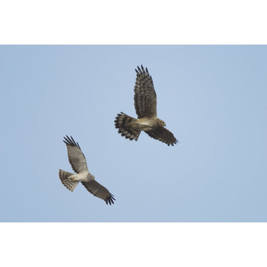 Northern Harrier Hawks In Flight Composite Digital Ak/Ndenali National Park Poster Print Image 1