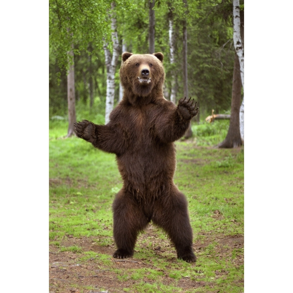 Brown Bear Standing On Hind Legs Southcentral Alaska Summer Poster Print Image 2