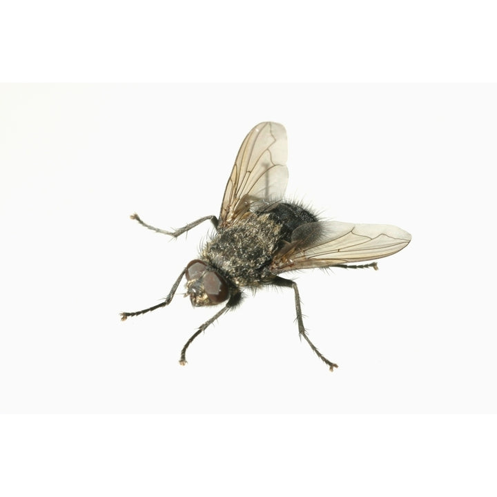 Common House Fly Macro Photo On White Alaska Poster Print Image 1