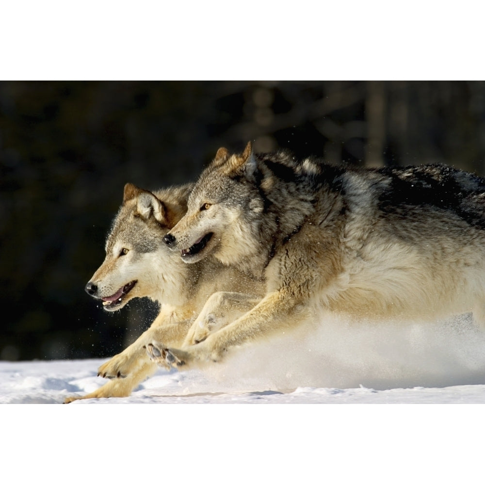 Pack Of Grey Wolves Running Through Deep Snow Captive Ak Se Winter Composite Poster Print Image 2