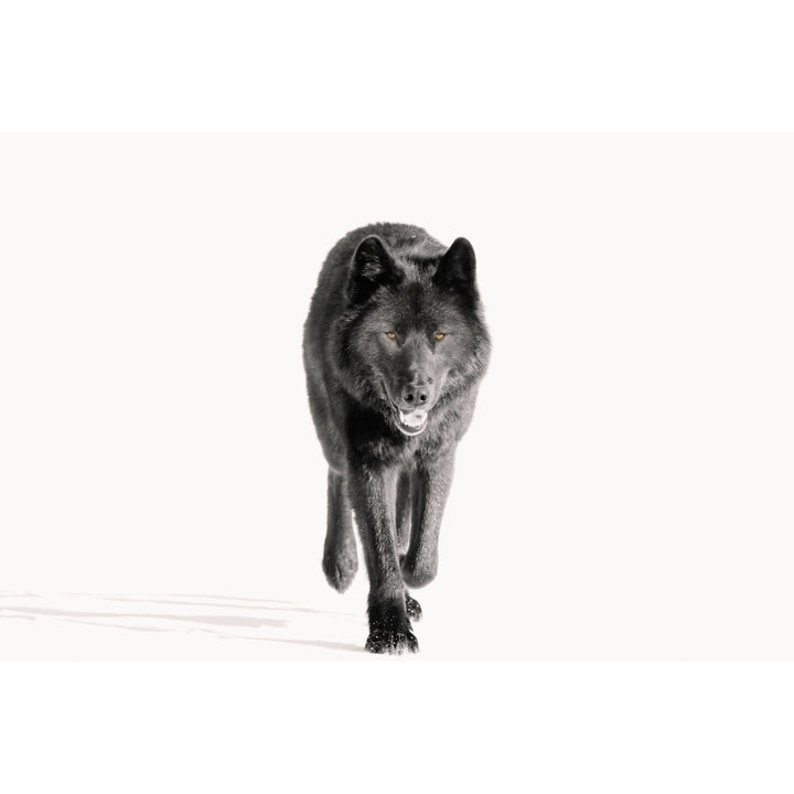 Archipelago Wolf In Black Color Phase Trotting On Snow Field Southeast Alaska Winter Tongass Nat Forest Print Image 1