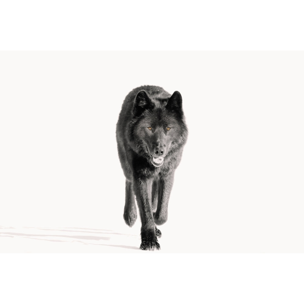 Archipelago Wolf In Black Color Phase Trotting On Snow Field Southeast Alaska Winter Tongass Nat Forest Print Image 2