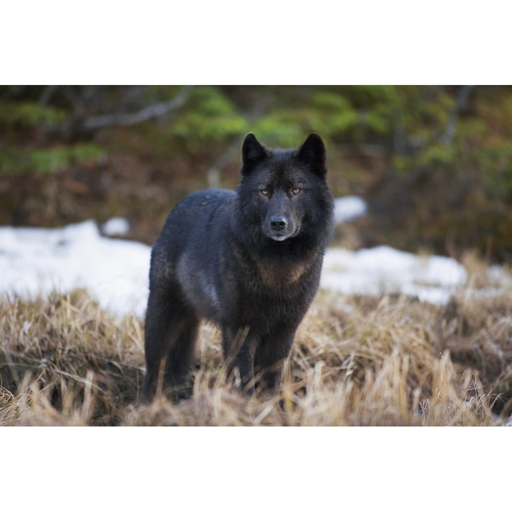 Archipelago Wolf In Black Color Phase Standing Alert In Grass Southeast Alaska Winter Tongass Nat Forest Print Image 2