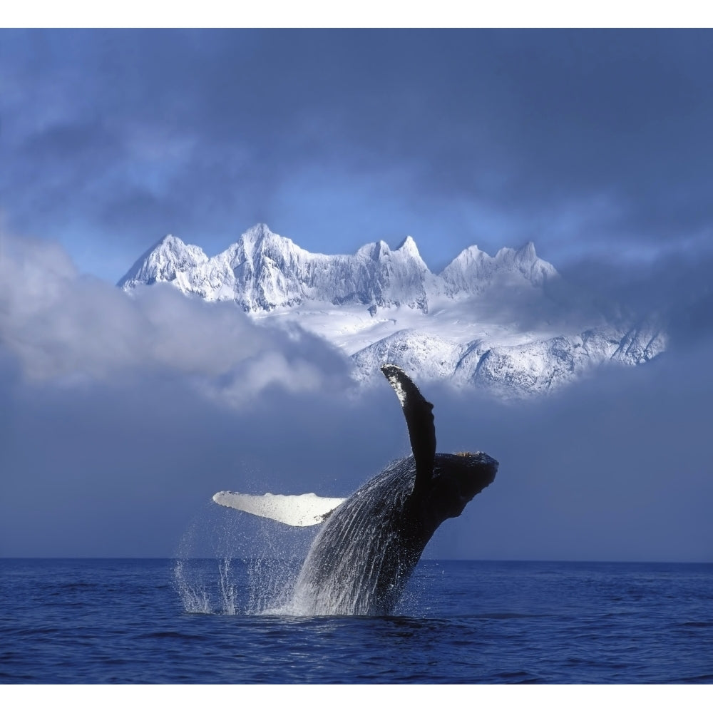 Humpback Whale Breaches In Clearing Fog Se Ak Spring W/Mendenhall Towers Background Composite Poster Print Image 2