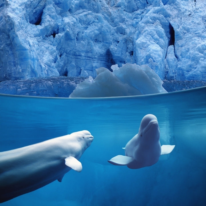 Belugas Underwater W/View Of Glacier Composite Poster Print Image 2