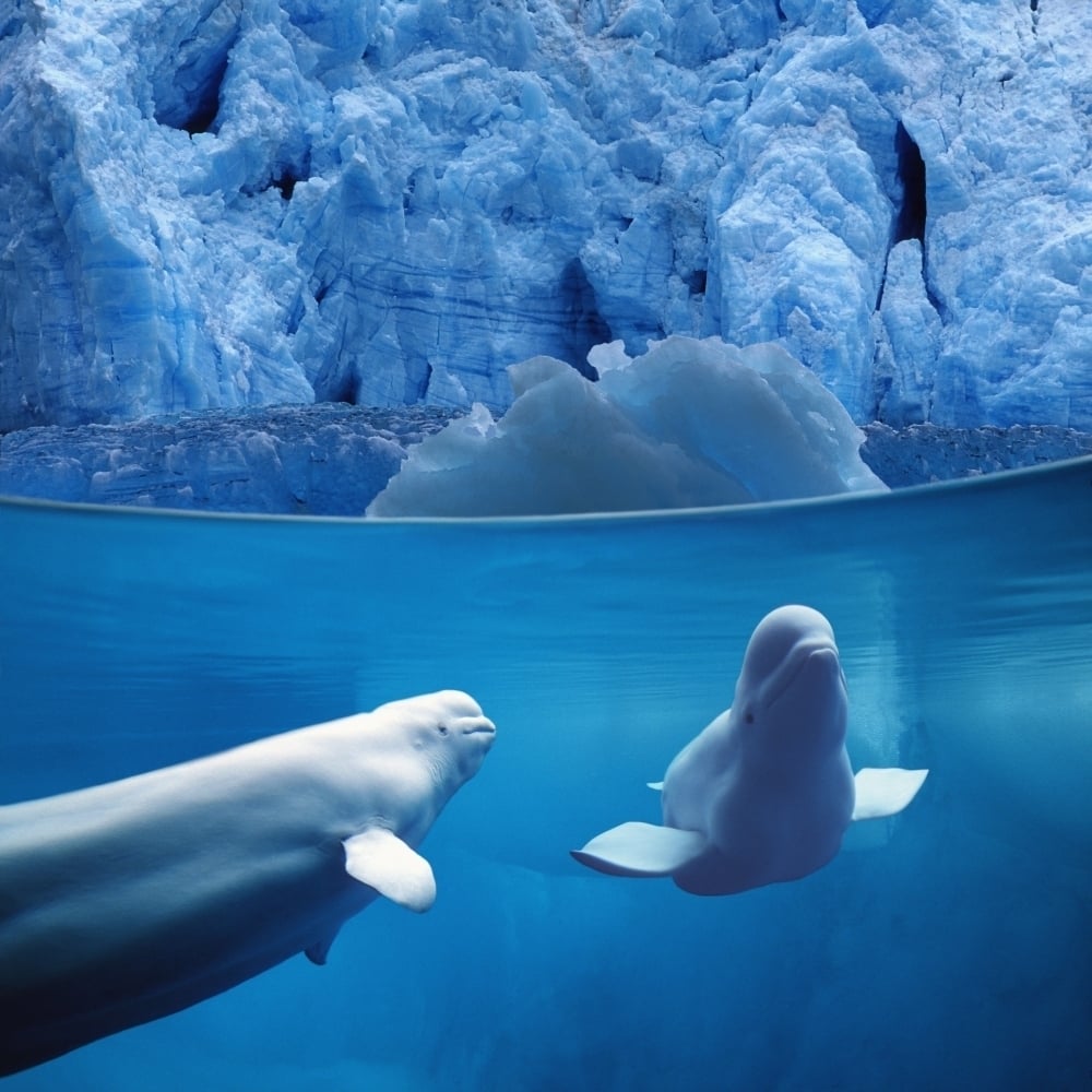 Belugas Underwater W/View Of Glacier Composite Poster Print Image 1