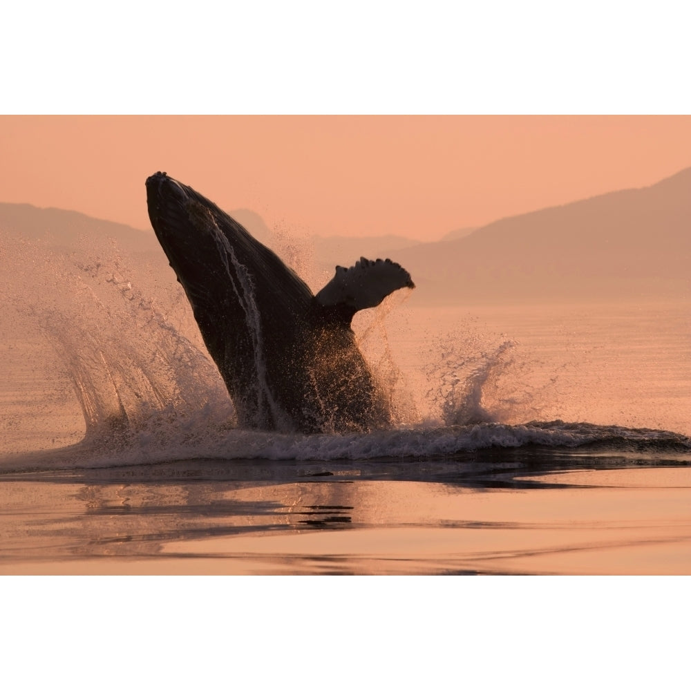 Humpback Whale Breaching Sunset W/Coast Mountains Background Inside Passage Se Alaska Summmer Poster Print Image 1