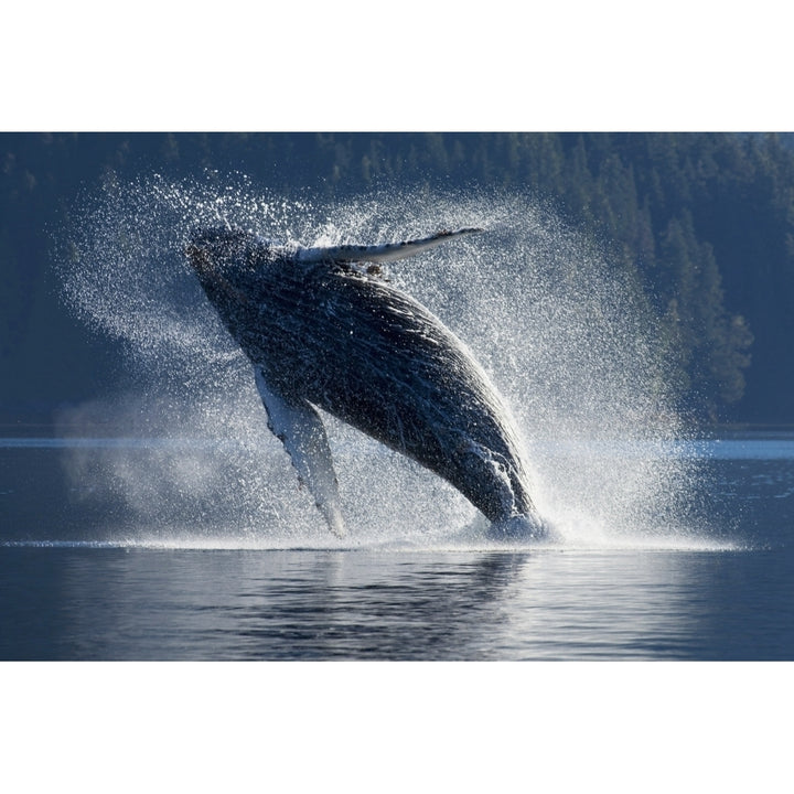 Humpback Whale Breaching In The Waters Of The Inside Passage Southeast Alaska Summer Poster Print Image 2