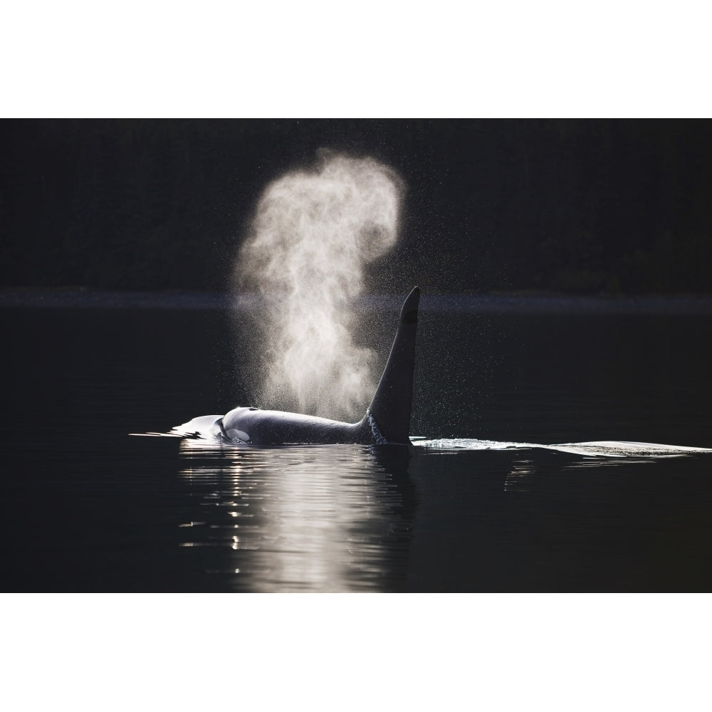 Orca Whale Surfaces Along A Forested Shoreline In Alaskas Inside Passage Image 2