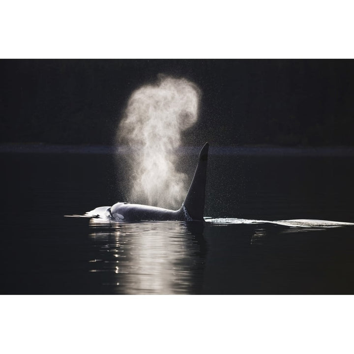 Orca Whale Surfaces Along A Forested Shoreline In Alaskas Inside Passage Image 1