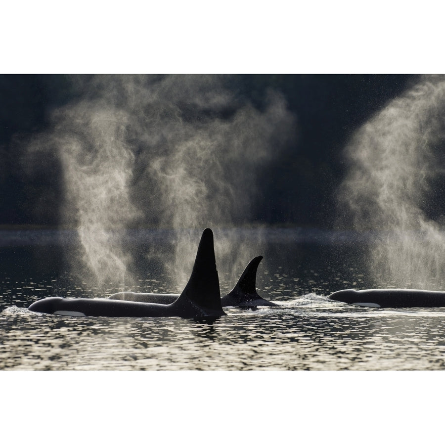 Composite: Orca Whales Surface Along A Forested Shoreline In Alaskas Inside Passage Admiralty Island Tongass National 3 Image 1