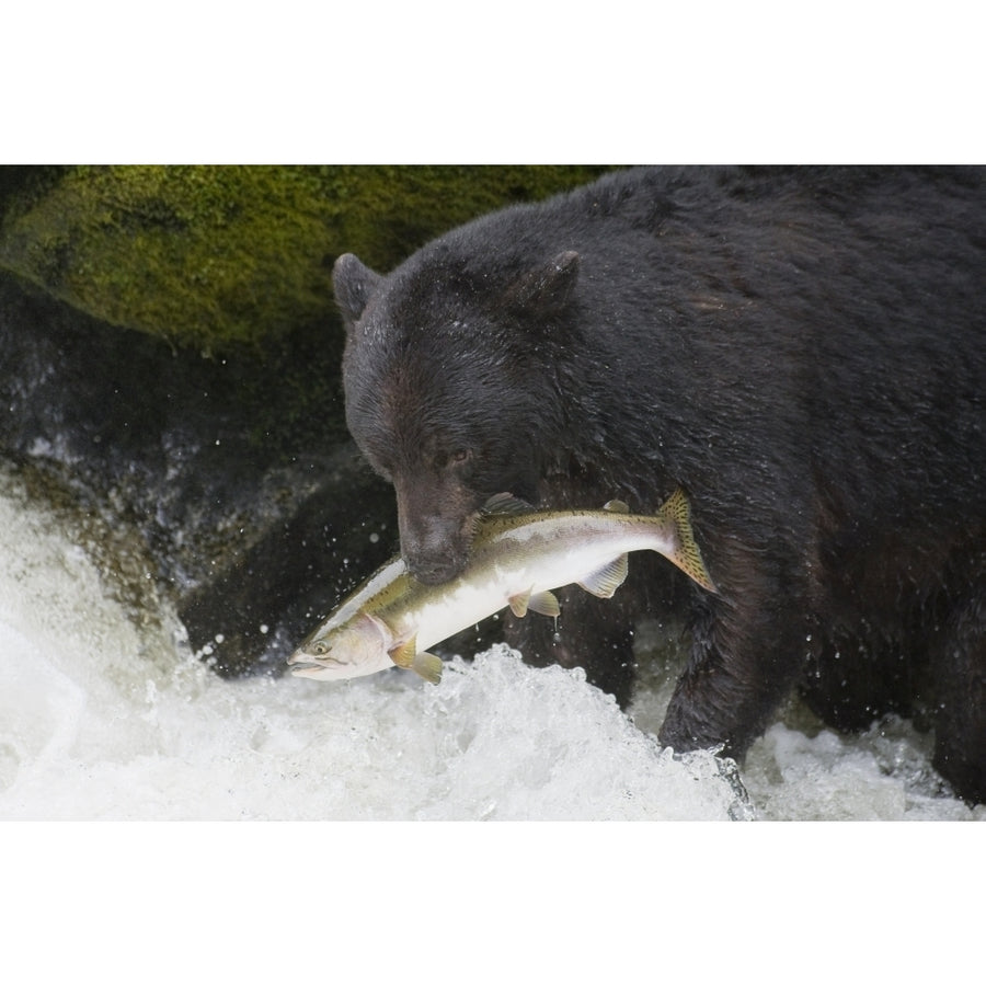 A Black Bear Catches A Pink Salmon Along A Stream In Alaskas Tongass Forest. Poster Print Image 1