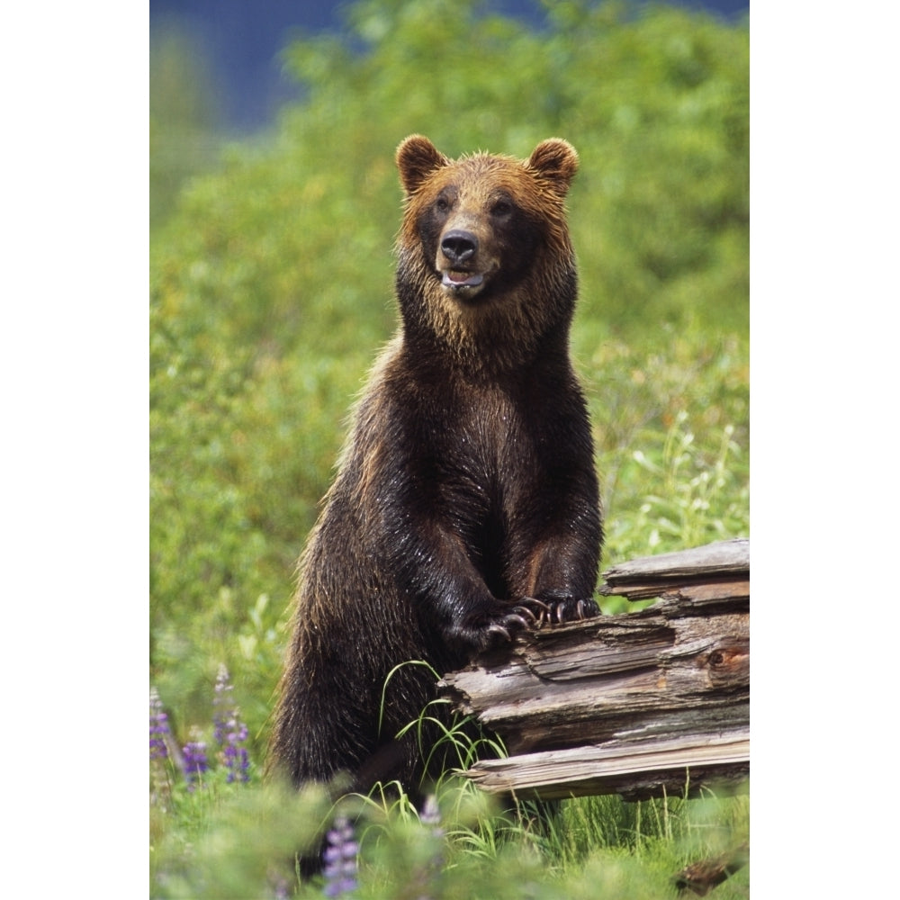 Brown Bear Standing Upright On Log Captive Alaska Wildlife Conservation Center Southcentral Alaska Print Image 1