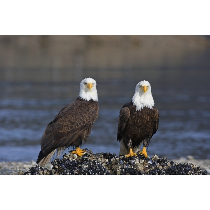 Bald Eagles Perched On Barnacle Covered Rock Inside Passage Southeast Alaska Summer Poster Print Image 1