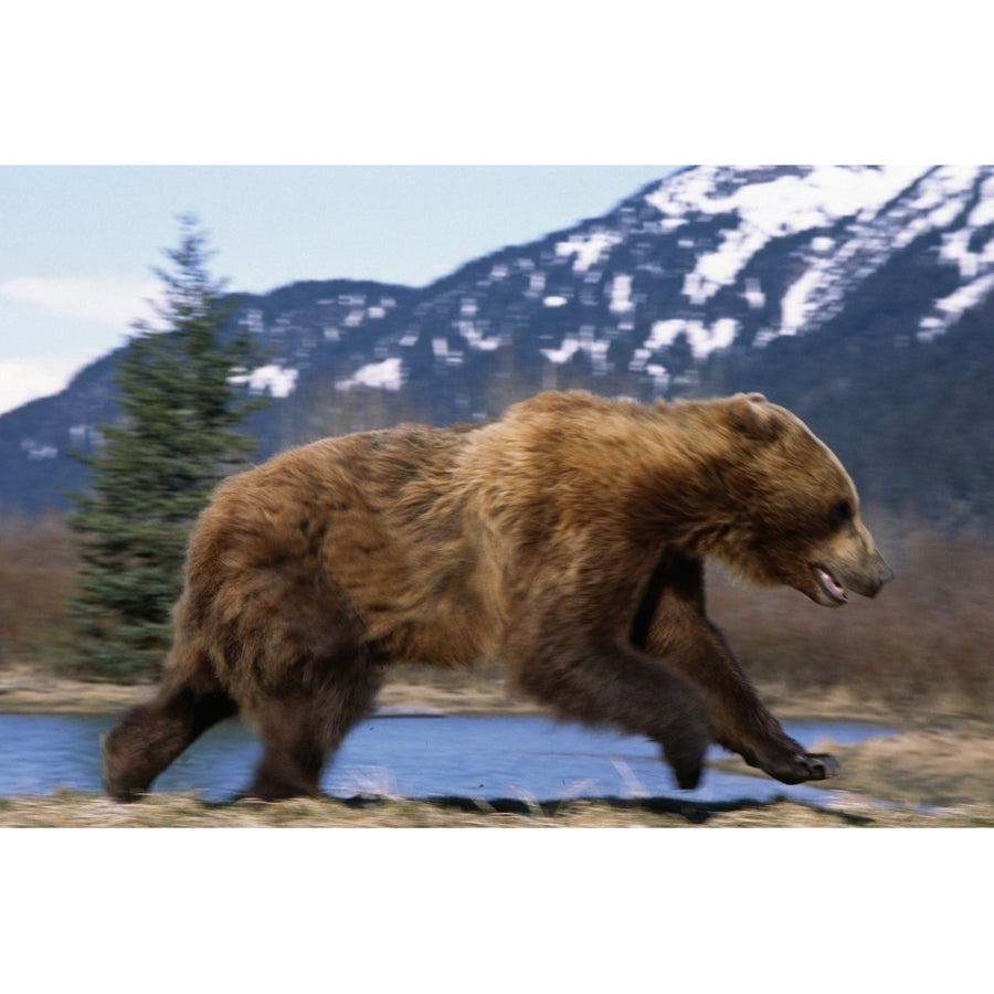 Young Grizzly Bear Running At The Alaska Wildlife Conservation Center Near Portage Southcentral Alaska Spring Image 1