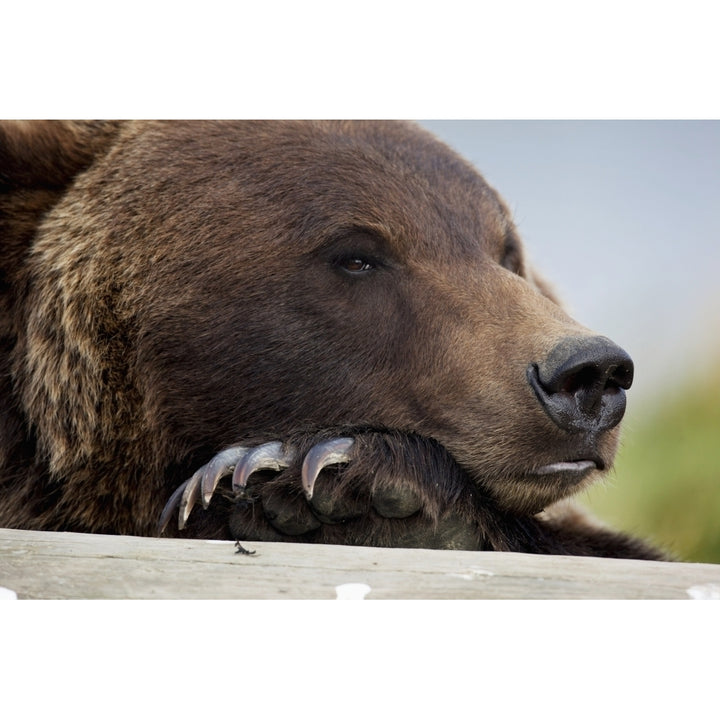 Captive Grizzly Bear Rests Its Head On A Log At The Alaska Wildlife Conservation Center Southcentral Alaska Image 1