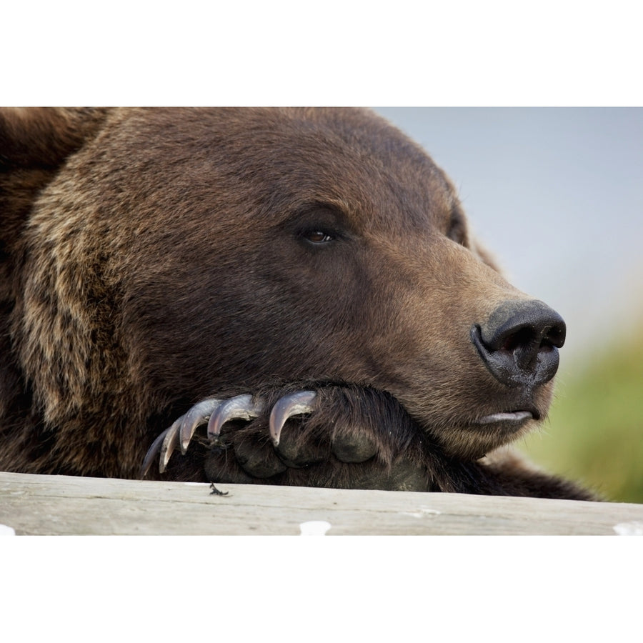 Captive Grizzly Bear Rests Its Head On A Log At The Alaska Wildlife Conservation Center Southcentral Alaska Image 1