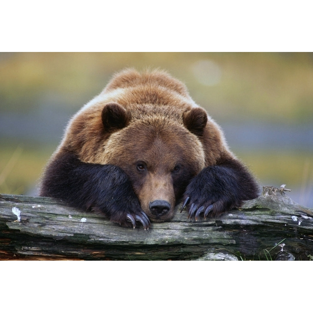 Captive Brown Bear Rests With It Front Legs Outstretched On A Log At The Alaska Wildlife Conservation Center Alaska Cap Image 2