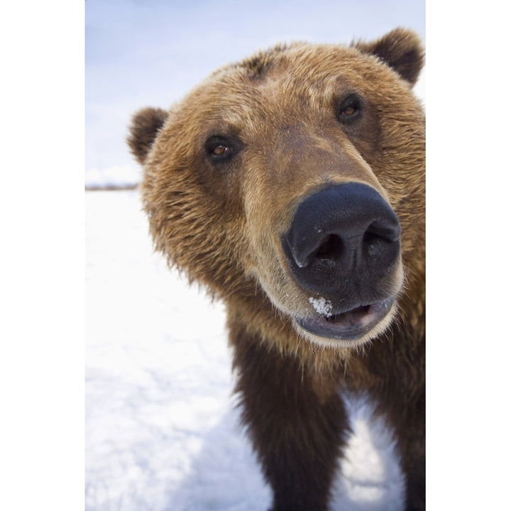 Captive Extreme Close-Up Of Brown Bear At The Alaska Wildlife Conservation Center Southcentral Alaska Winter Image 1