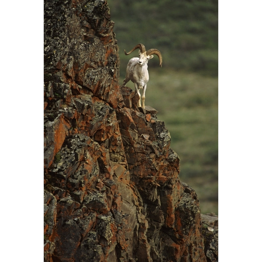 Dall Sheep Rams Perched On Rock Ledge Denali Np In Ak Summer Poster Print Image 1