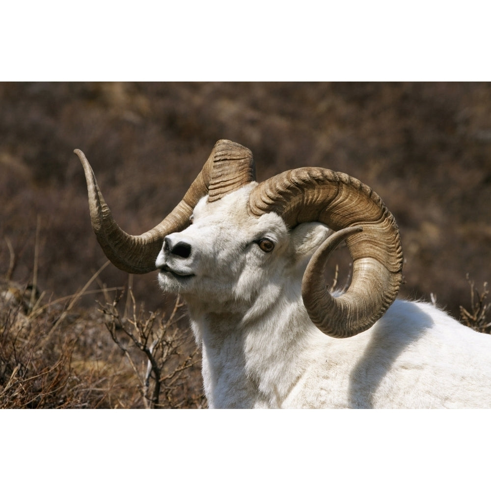 Close Up Portrait Of A Full-Curl Dall Sheep Ram Denali National Park Interior Alaska Spring Poster Print Image 1