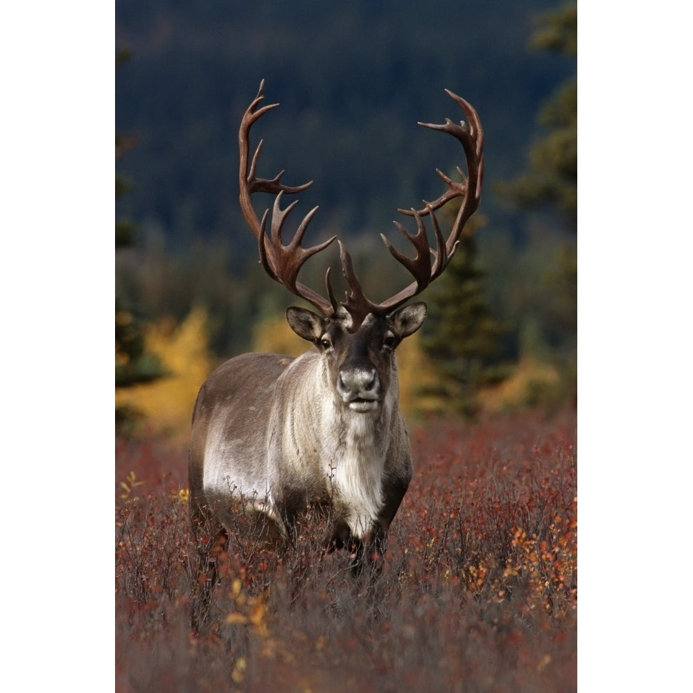 Frontal View Of Large Caribou Bull In Denali National Park Interior Alaska Autumn Poster Print Image 2