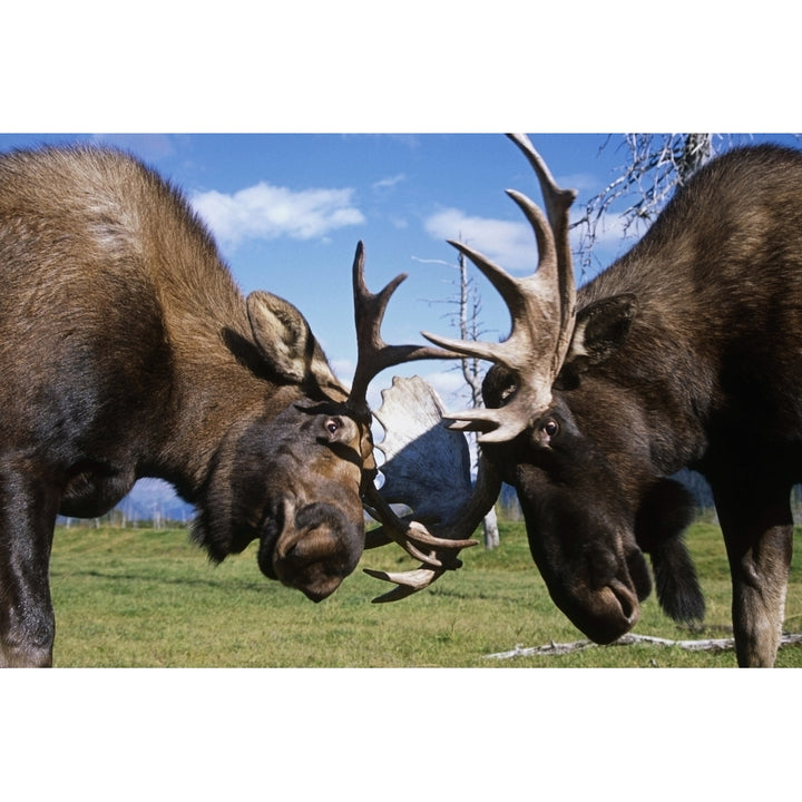 Two Captive Bull Moose Sparring With Each Other At The Alaska Wildlife Conservation Center Summer In Southcentral Alask Image 1