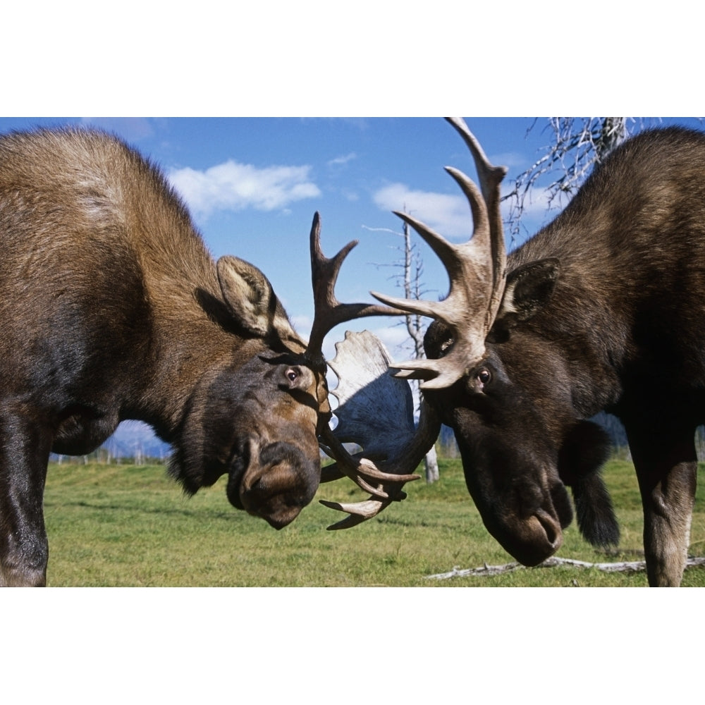 Two Captive Bull Moose Sparring With Each Other At The Alaska Wildlife Conservation Center Summer In Southcentral Alask Image 2