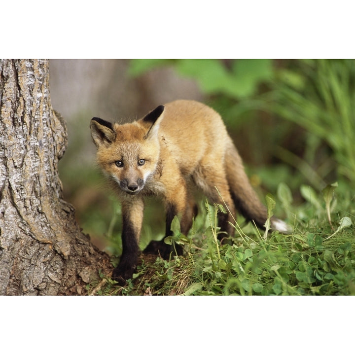 Young Red Fox Kit In Forest Near Golf Course Elmendorf Airforce Base Anchorage Ak Summer Poster Print Image 2