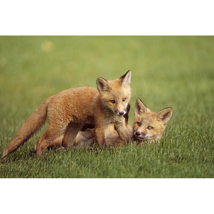 Red Fox Kits Playing Together On Golf Course On Elmendorf Airforce Base Anchorage Alaska Summer Poster Print Image 1