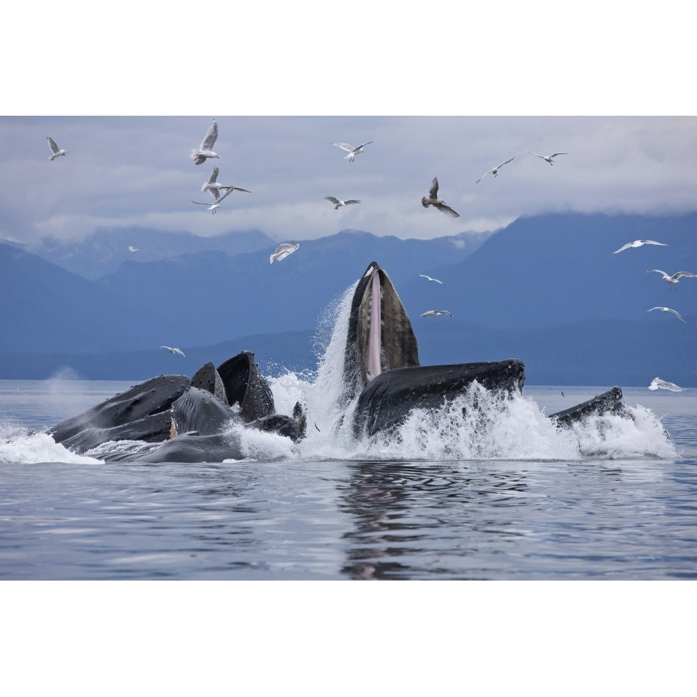 Humpback Whales Bubble Net Feeding For Herring In Chatham Strait Tongass National Forest Inside Passage Southeast Alaska Image 1