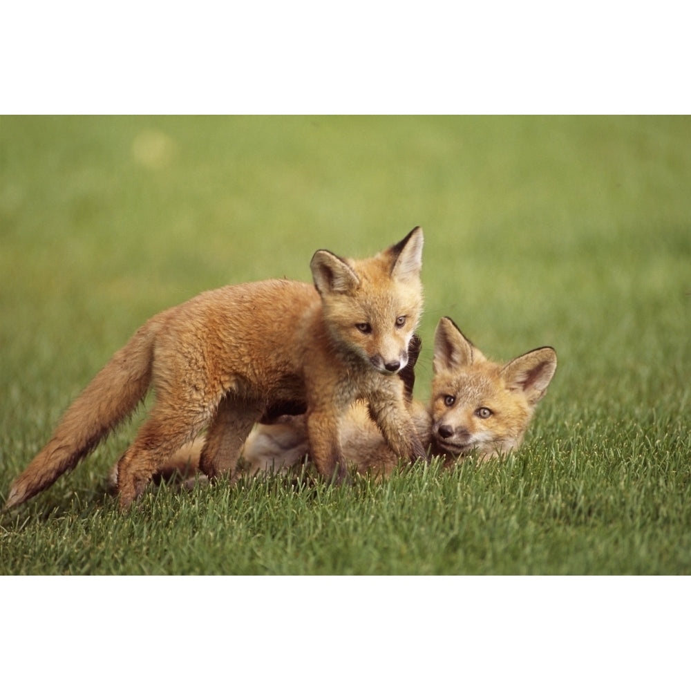 Red Fox Kits Playing Together On Golf Course On Elmendorf Airforce Base Anchorage Alaska Summer Poster Print Image 2