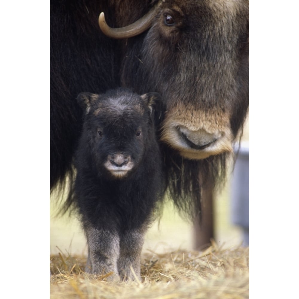 Closeup Of Muskox Cow W/Calf Captive Alaska Wildlife Conservation Center Sc Alaska Spring Poster Print Image 1