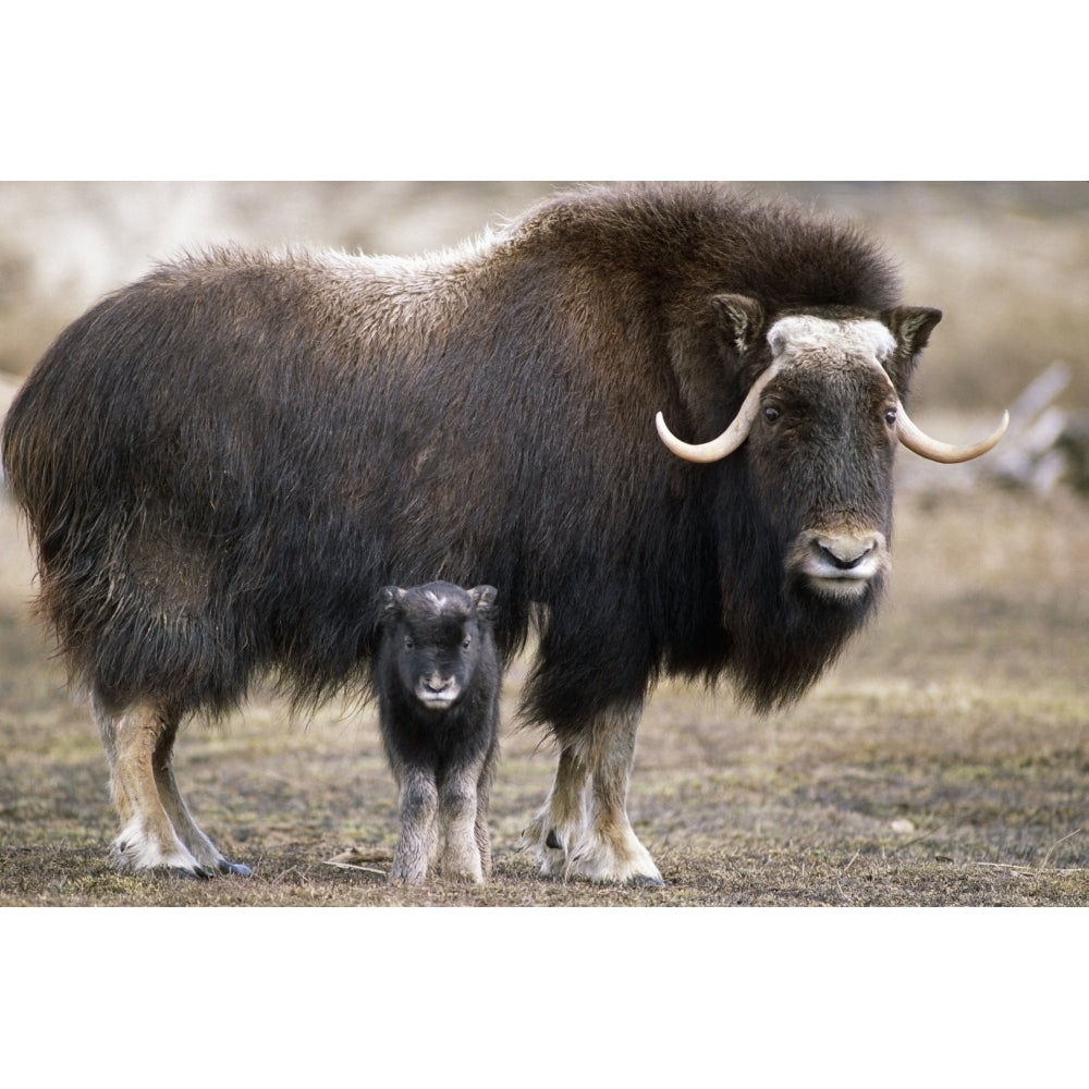 An Adult Musk Ox And Calf Standing At The Alaska Wildlife Conservation Center Near Portage Southcentral Alaska During Sp Image 1