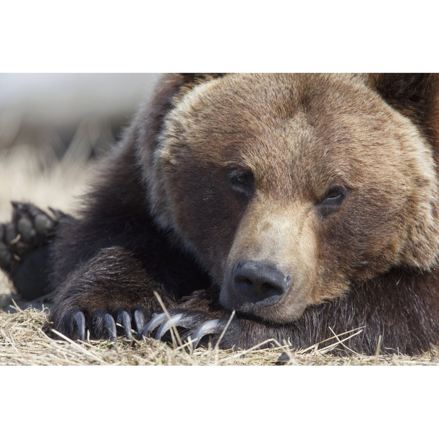 Close Up Portait Of A Sleepy Adult Brown Bear At The Alaska Wildlife Conservation Center Near Portage Southcentral Alas Image 1