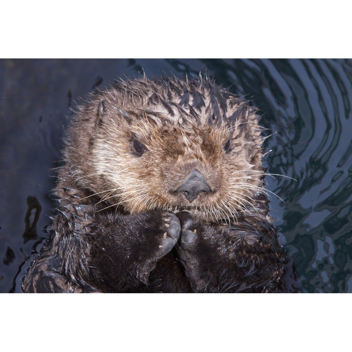 Close Up View Of A Sea Otter At The Alaska Sealife Center In Seward Kenai Image 1